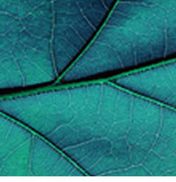 photo of leaf